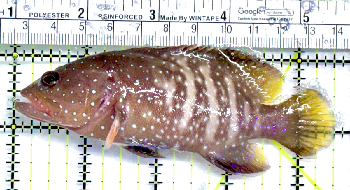 Chocolate Boenak Grouper CBG092101 WYSIWYG Size: L 4.5" approx Solomon Islands