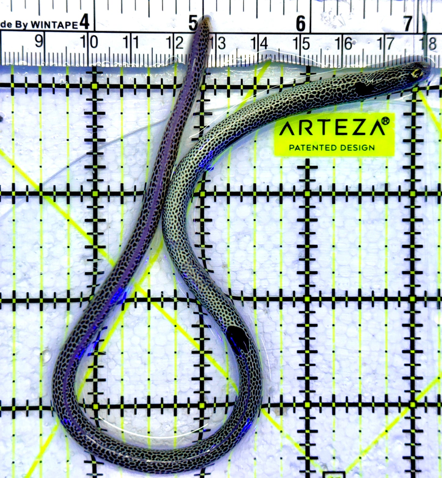 Spotted Garden Eel SGE071501 WYSIWYG Size: 11"