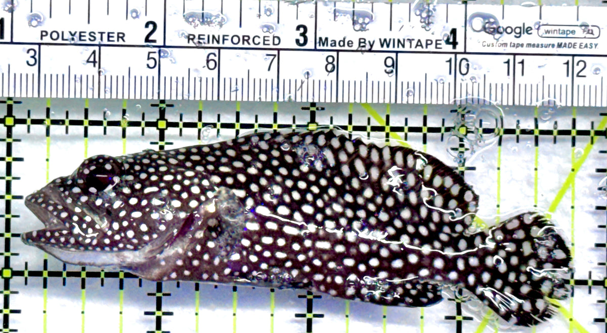 White Spotted Grouper WSG092101 WYSIWYG Size: 3.75" approx