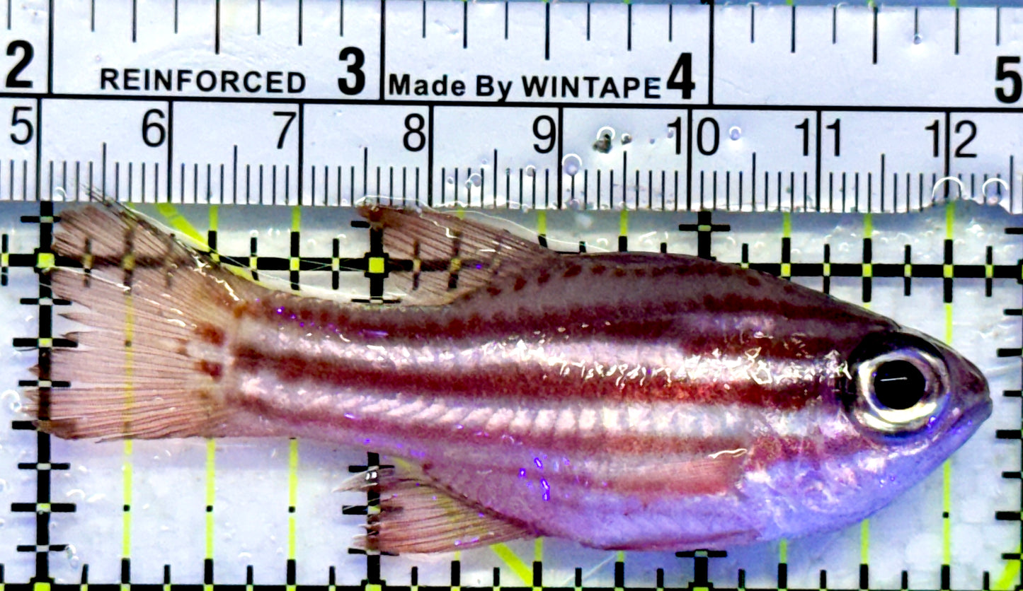 Ochre Striped Blue Eye Cardinal OBC071501 WYSIWYG Size: 3"