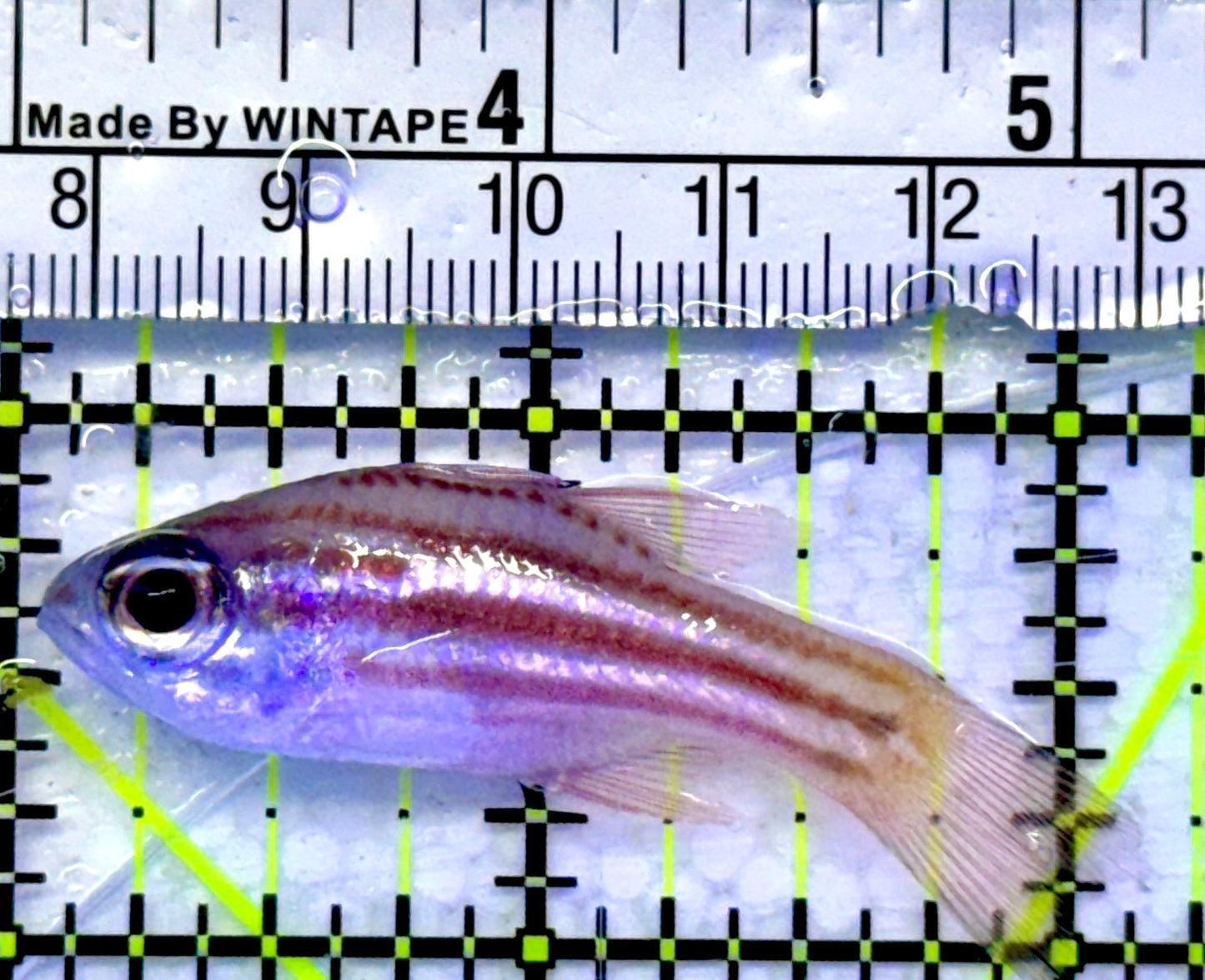 Ochre Striped Blue Eye Cardinal OBC071503 WYSIWYG Size: 2.25"