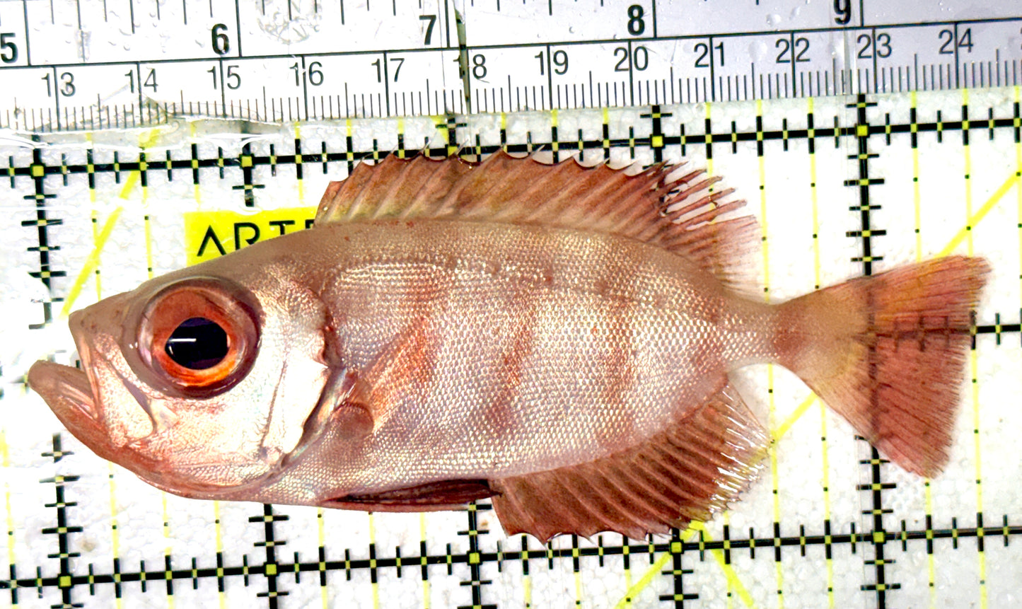 Red Soldier Fish RSF070401 WYSIWYG Size: L 4.75" approx