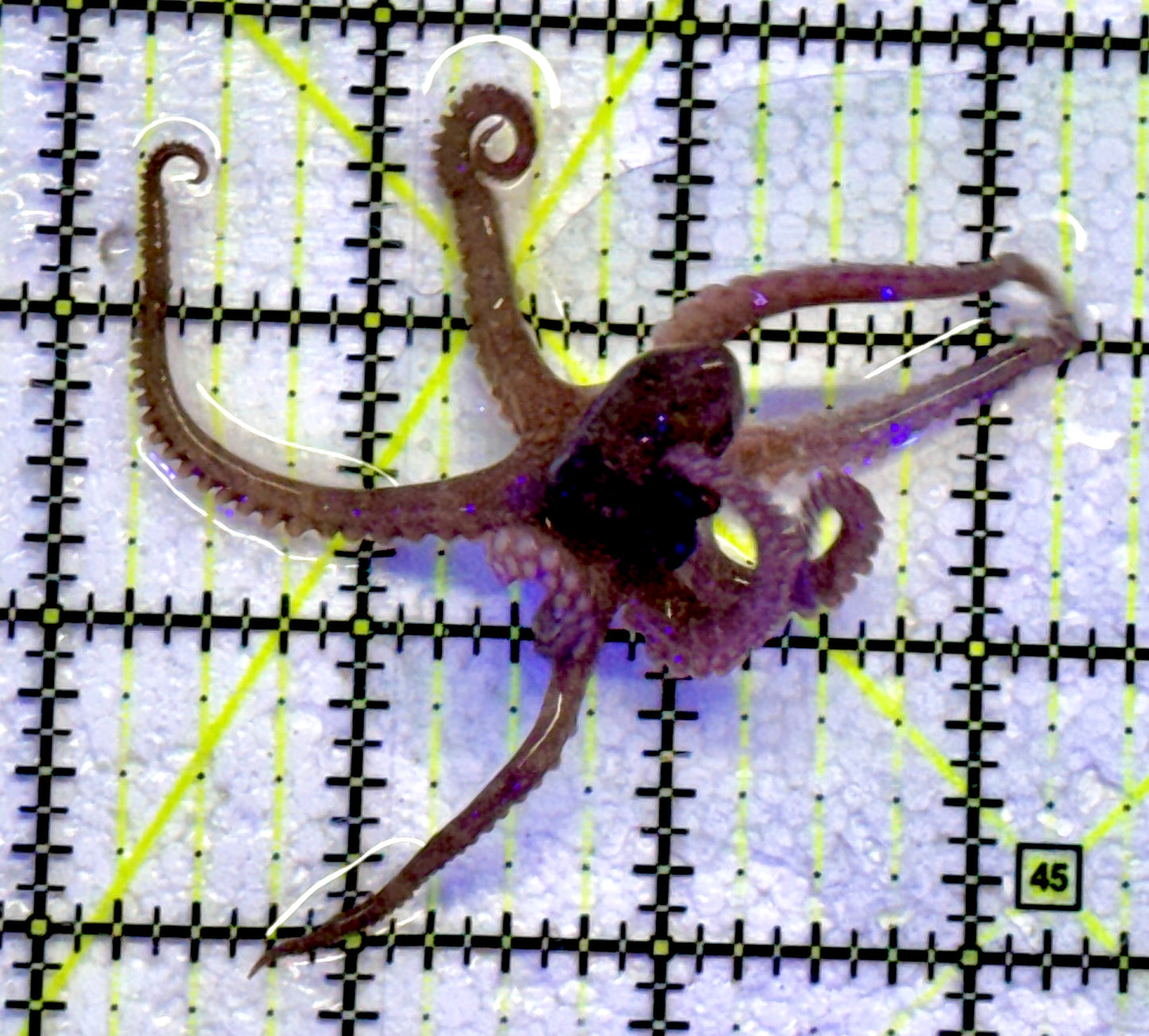 Prickly/Algae Octopus PO071501 WYSIWYG Size: M 4"