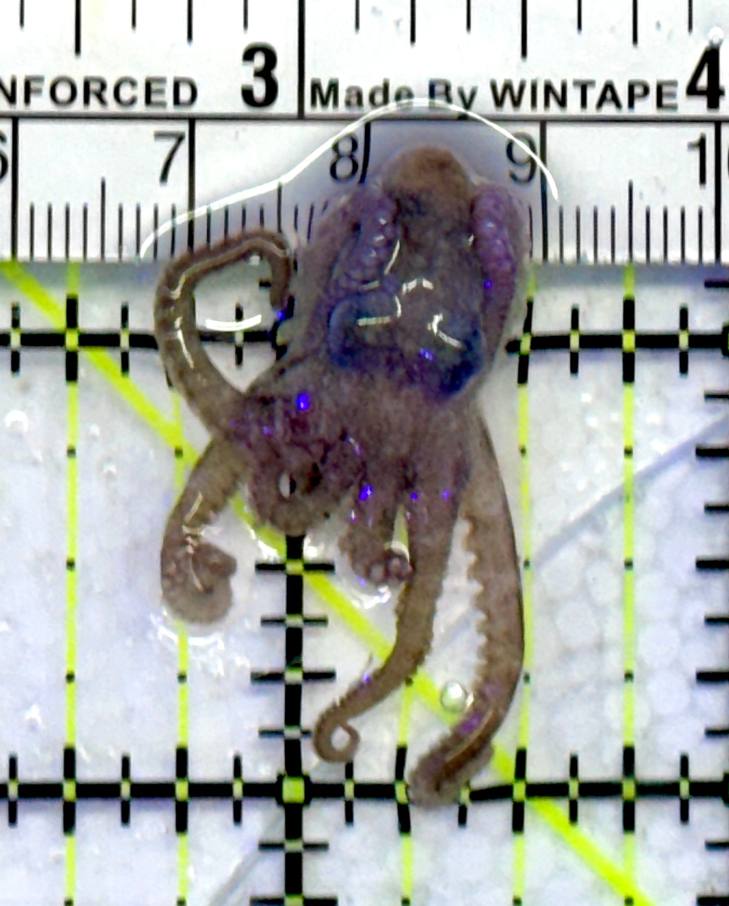 Prickly/Algae Octopus PO071501 WYSIWYG Size: M 4"
