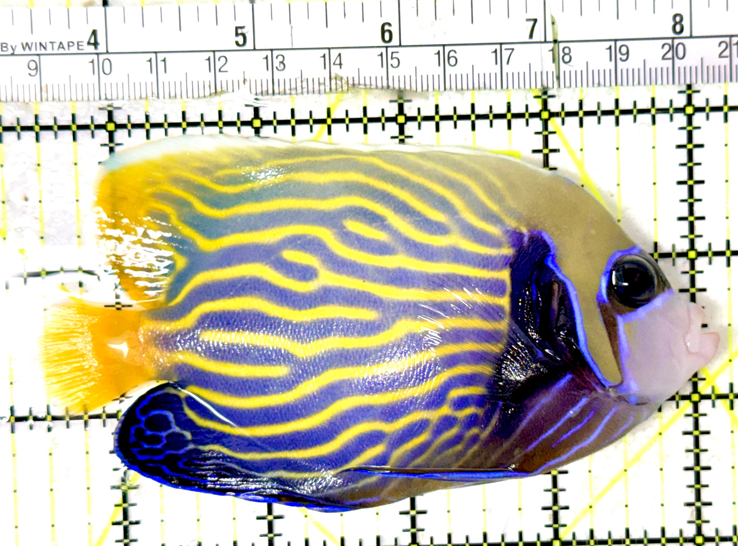 Emperor Angelfish Adult EAA070401 WYSIWYG Size: ML 4.75" approx