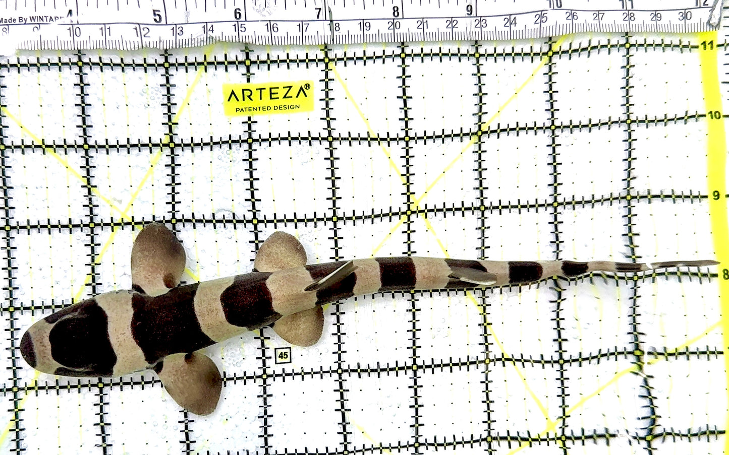 Banded Cat Shark BCS070401 WYSIWYG Size: M 9" approx