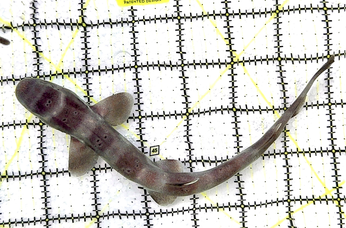 Baby White Spotted Cat Shark BWSCS070402 WYSIWYG Size: S 7" approx