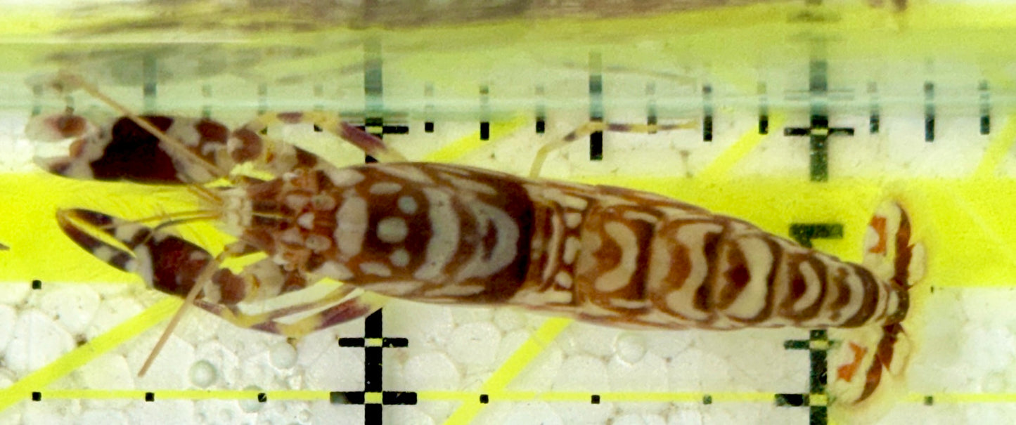 Tiger Pistol Shrimp TPS091603 WYSIWYG Size: 2"