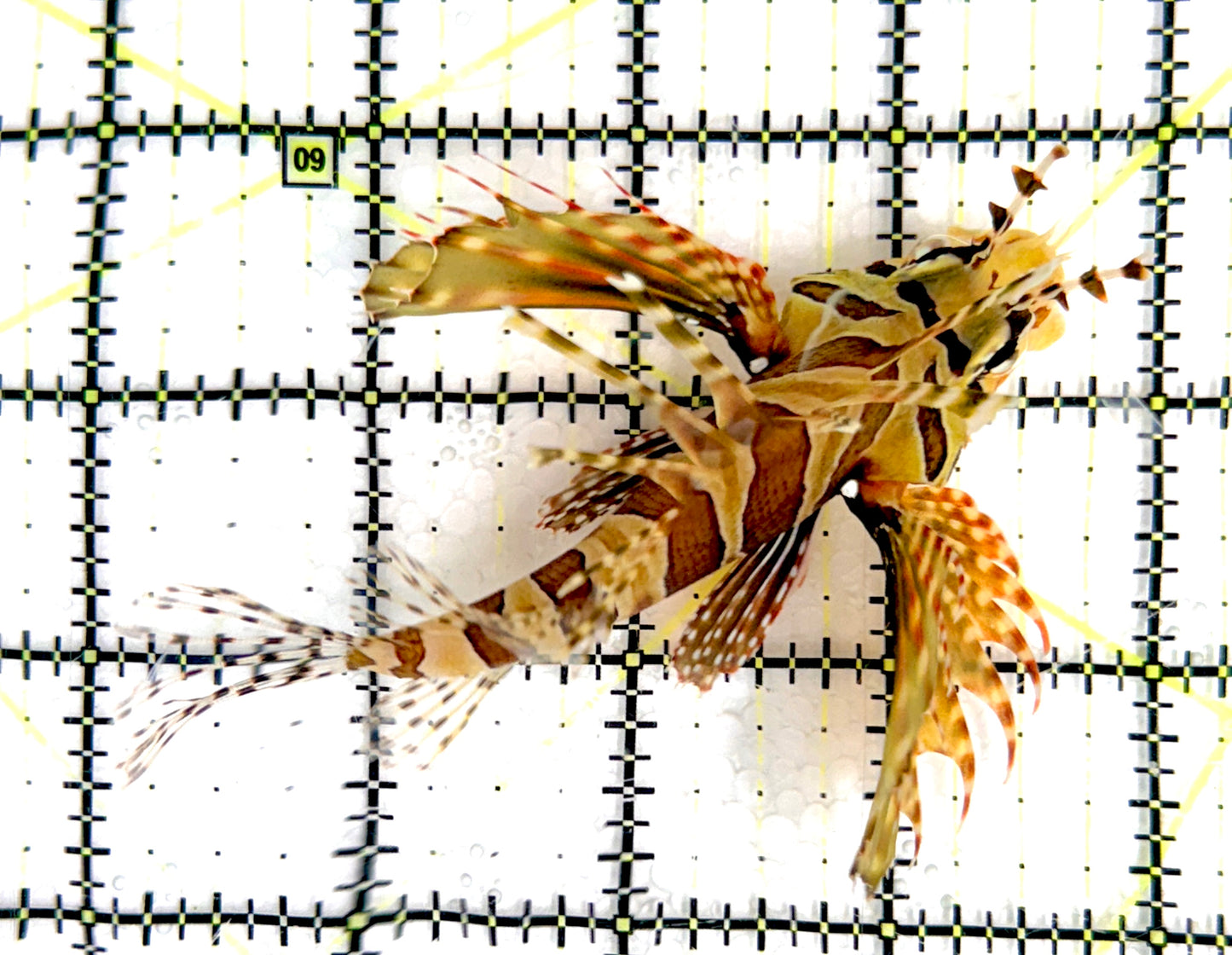 Dwarf Zebra Lionfish DZL070402 WYSIWYG Size: L 4" approx
