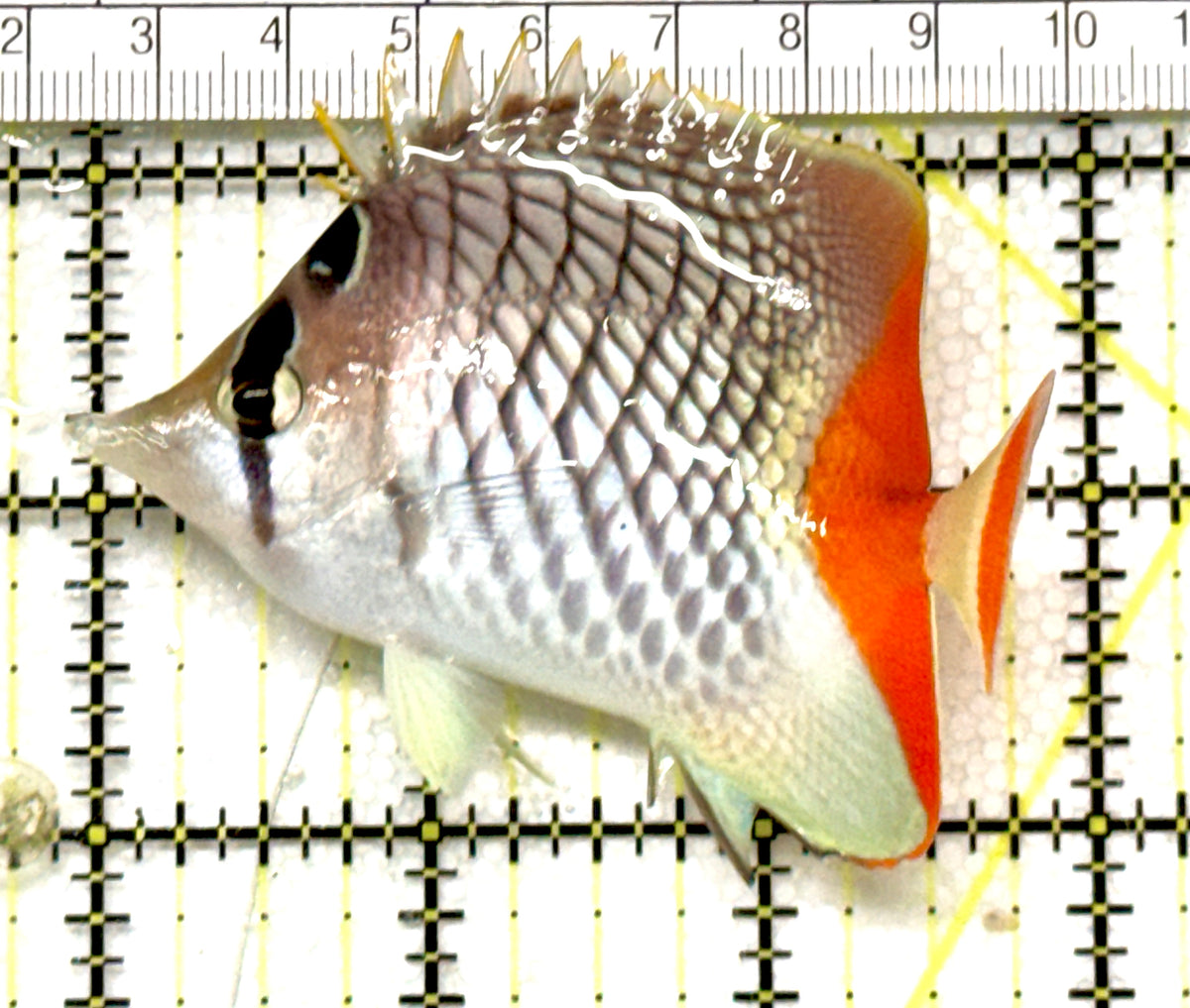 Pearlscale Butterflyfish PB100501 WYSIWYG Size : M 3" approx