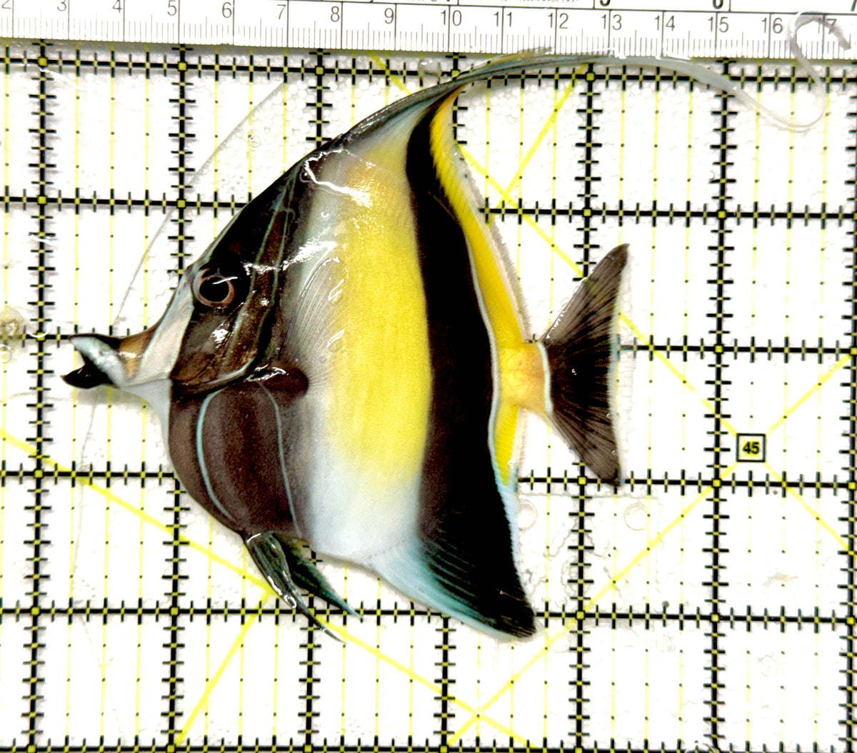 Moorish Idol MI100501 WYSIWYG Size: L 4.25" approx