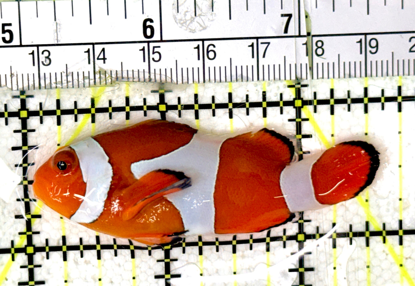 True Percula Clownfish TPC070402 WYSIWYG Size: M 2.75"