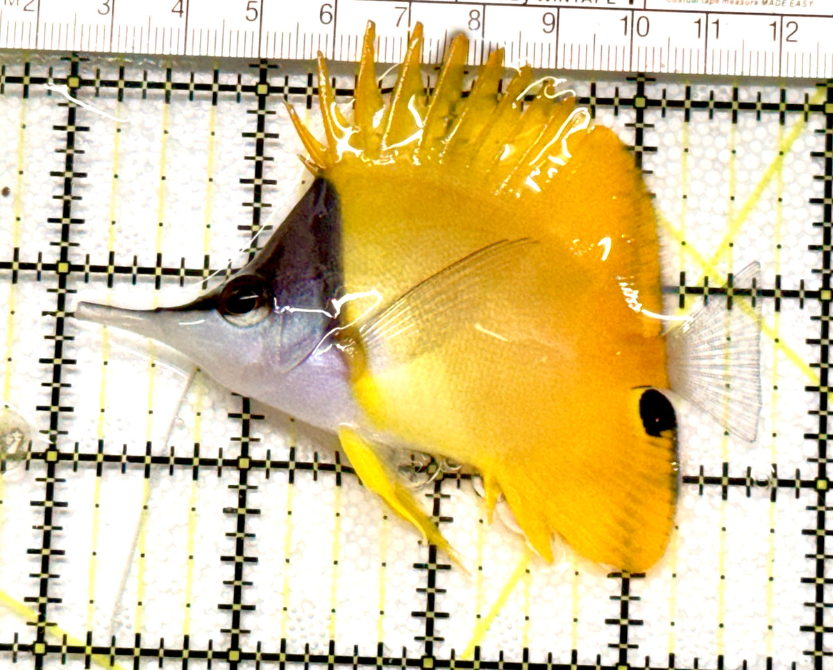 Yellow Longnose Butterflyfish YLB100501 WYSIWYG Size: L 3.75" approx