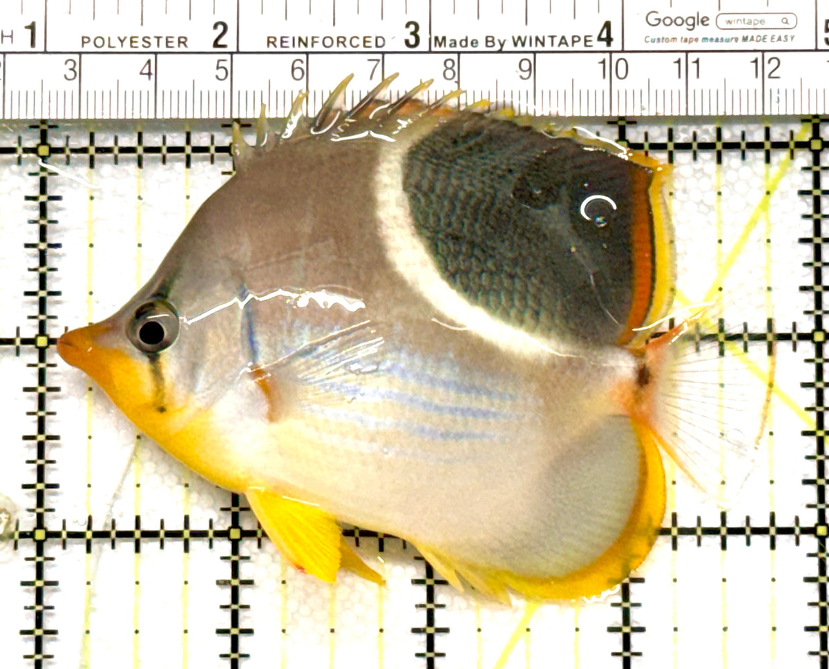 Saddleback Butterflyfish SB100501 WYSIWYG Size: L 3.75" approx