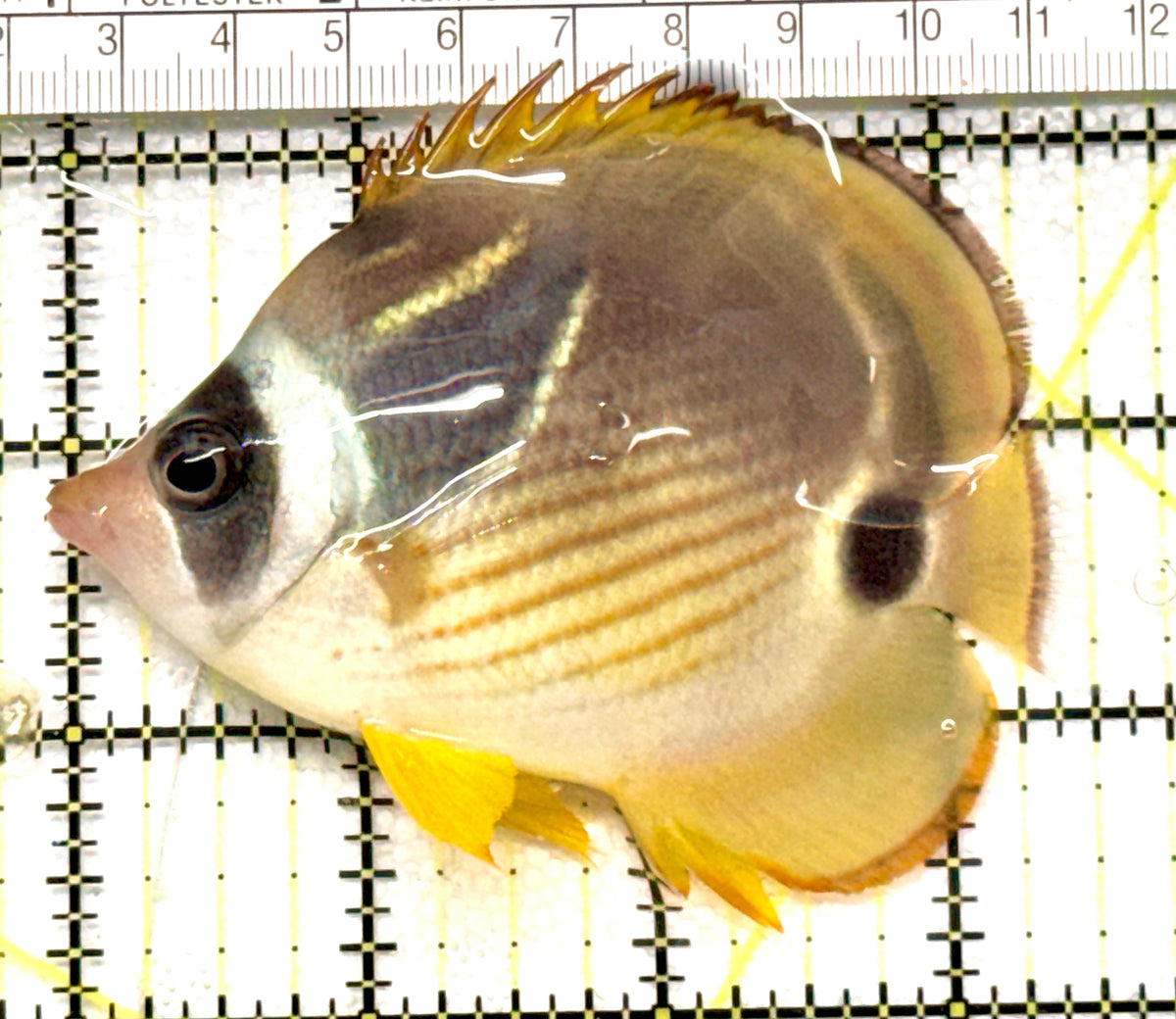 Raccoon Butterflyfish RB100501 WYSIWYG Size: M 3.5" approx