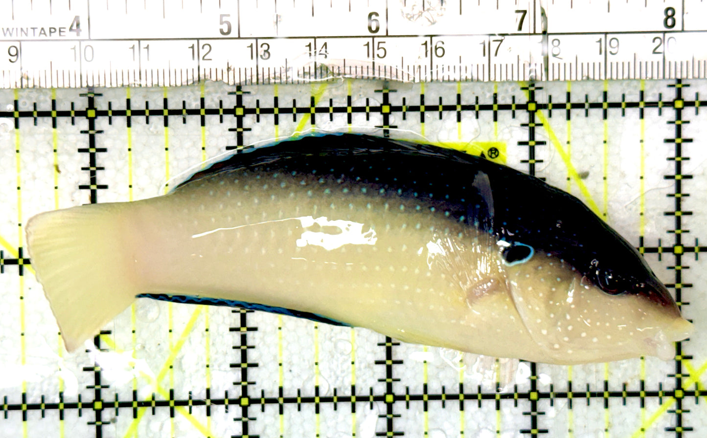 Black Back China Wrasse BBCW070401 WYSIWYG Size: XL 4.5" approx