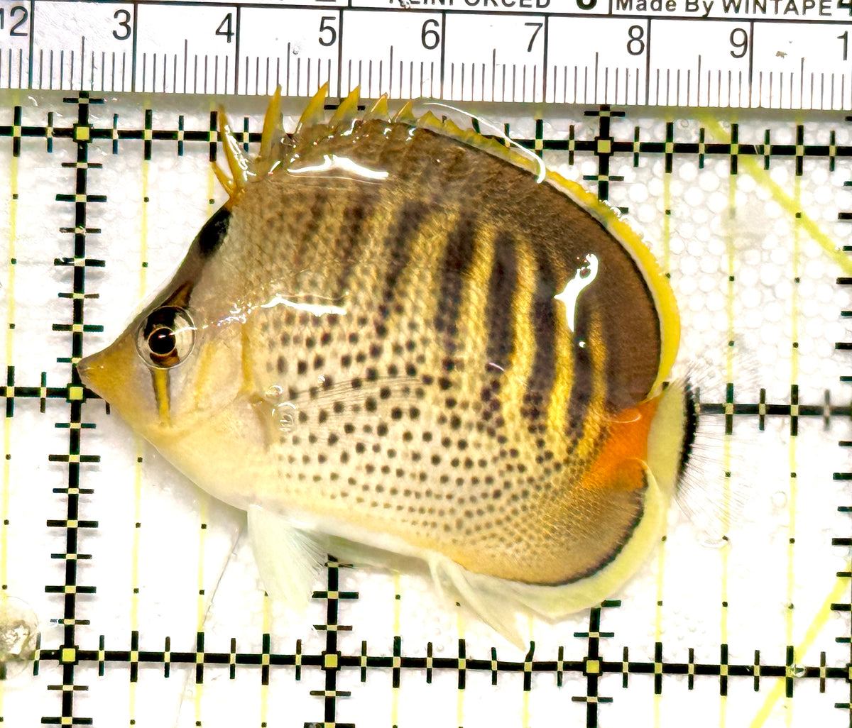 Punctato Butterflyfish PB100501 WYSIWYG Size: M 2.5” approx
