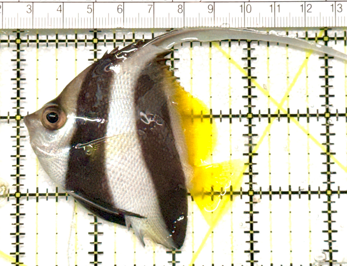 Heniochus Butterflyfish (Reef Safe) HB100501 WYSIWYG Size: M 3" approx