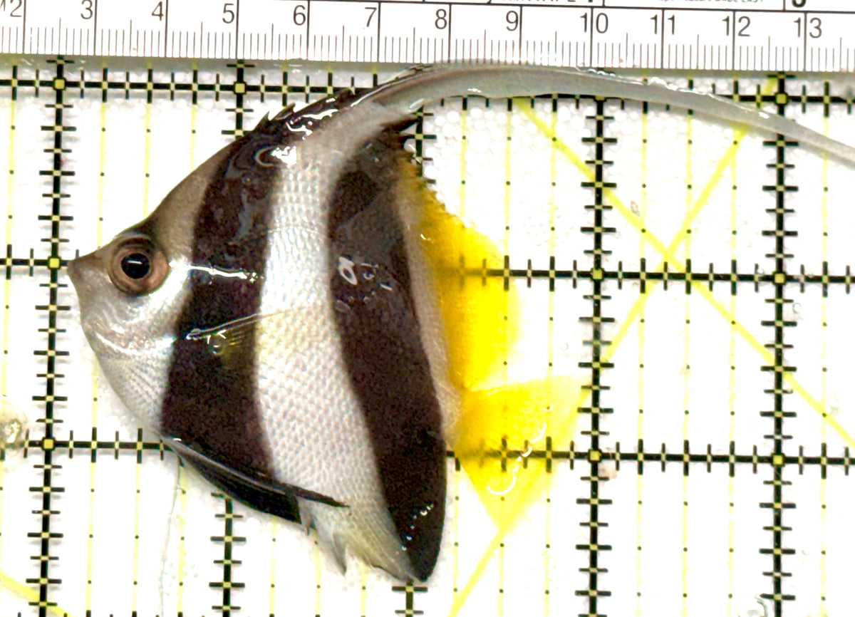 Heniochus Butterflyfish (Reef Safe) HB100502 WYSIWYG Size: M 3" approx