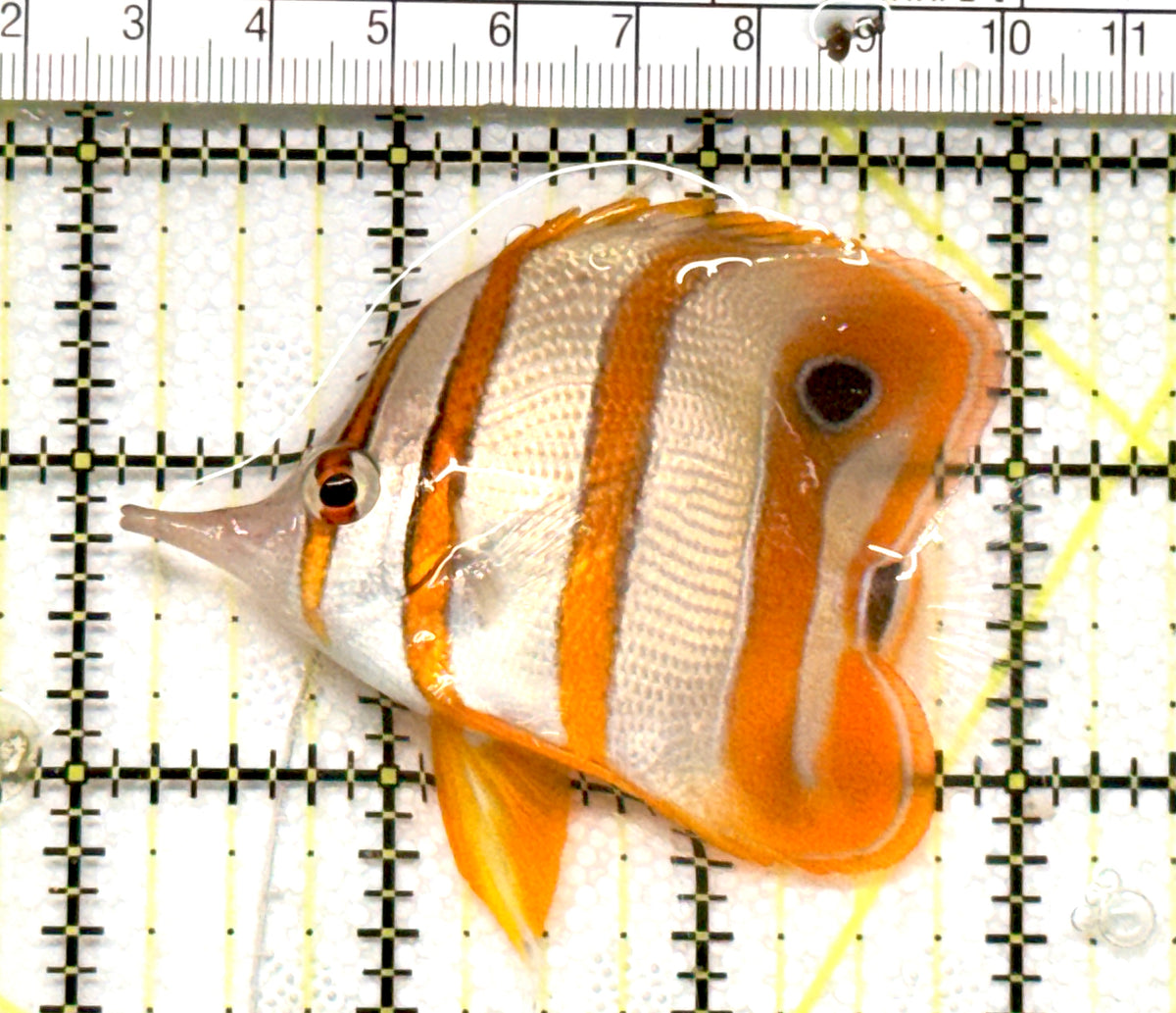 Copperband Butterflyfish CB100501 WYSIWYG Size: M 3" approx