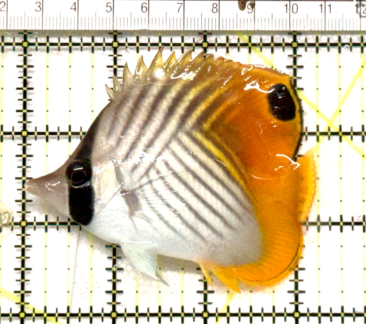 Auriga Butterflyfish AB100501 WYSIWYG Size: L 3.25"approx