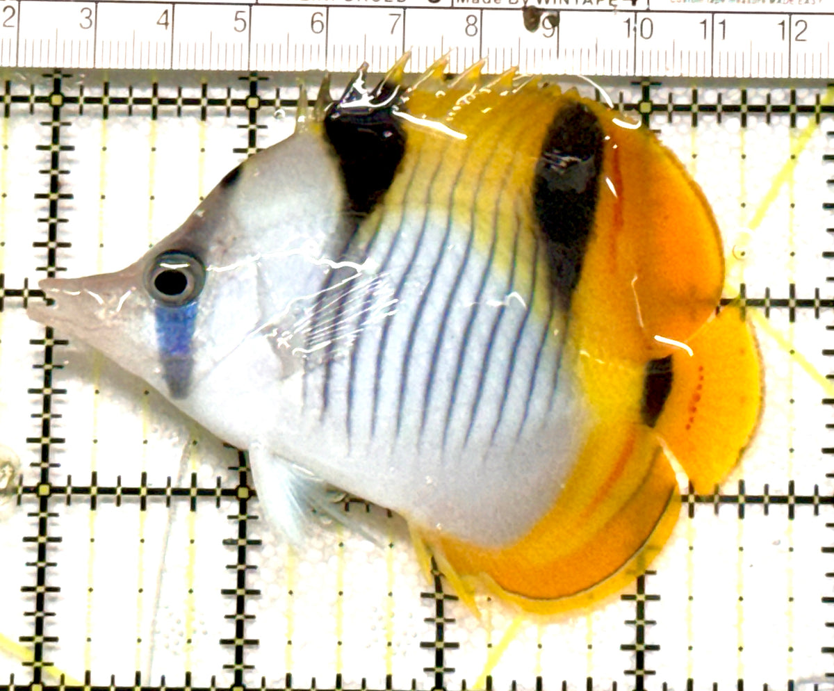 Blackwedged Butterflyfish BB100501 WYSIWYG Size: L 3.75" approx