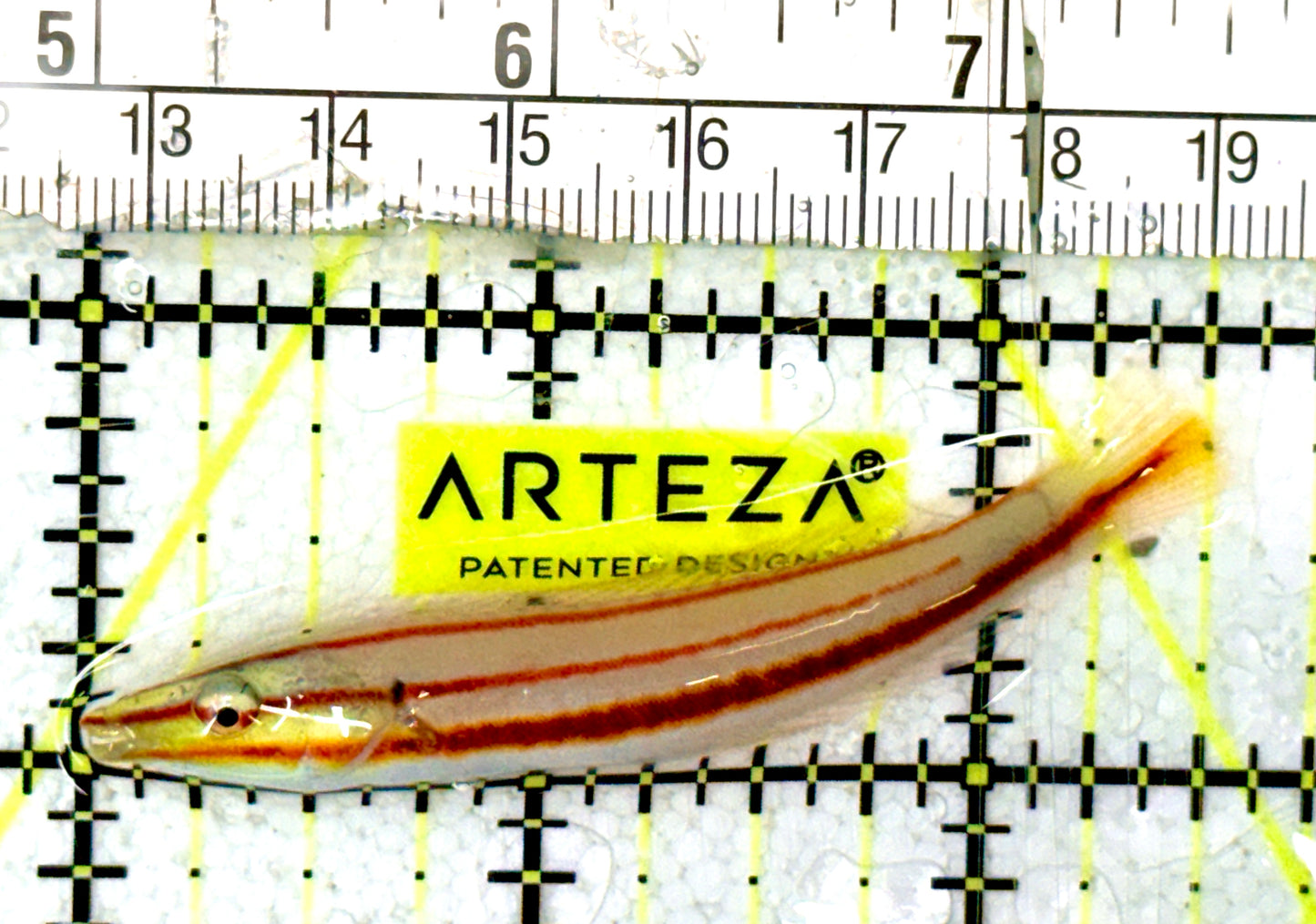 Red Ring Wrasse RRW070401 WYSIWYG Size: M 2.5" approx