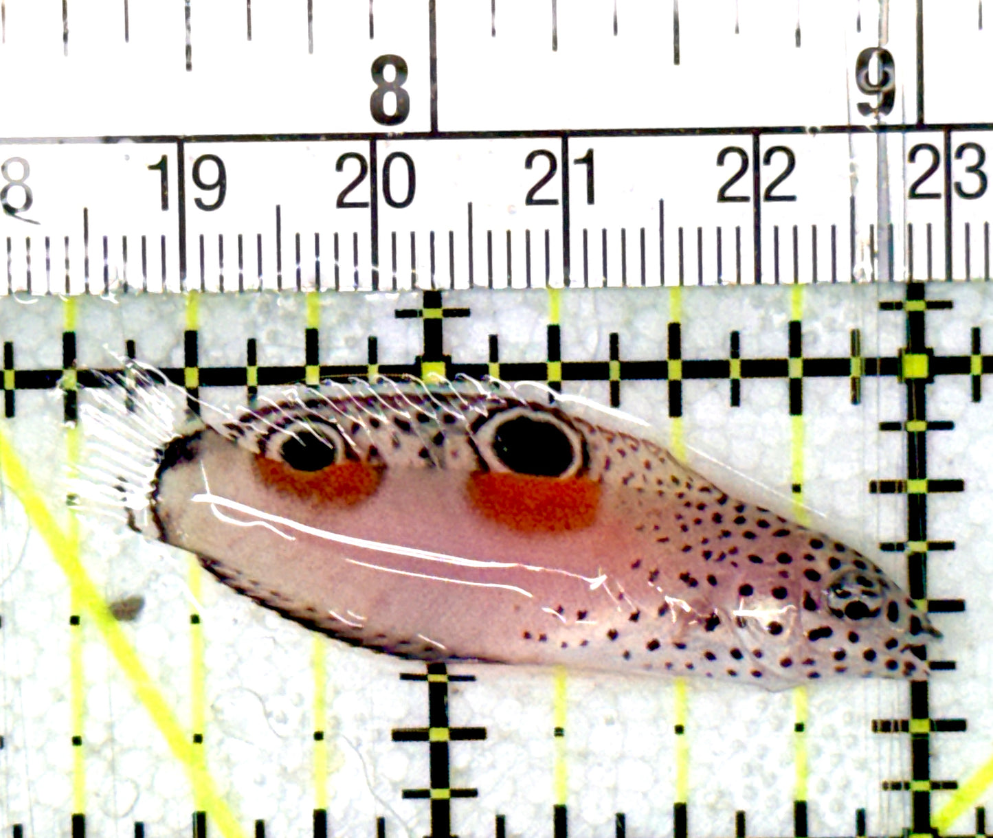 Twin Spot Juv Wrasse TSJW070501 WYSIWYG Size: S 1.75" approx