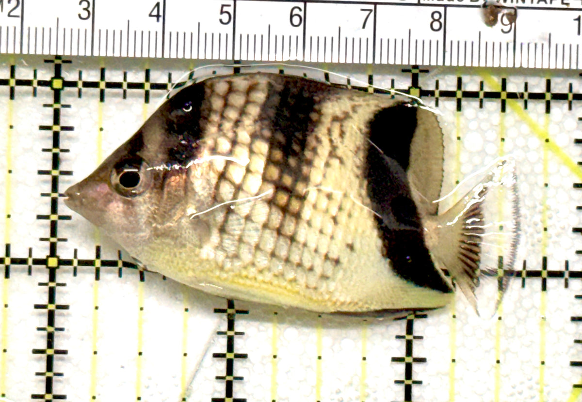 Black Pearlscale Butterflyfish BPB100501 WYSIWYG Size: 2.5" approx