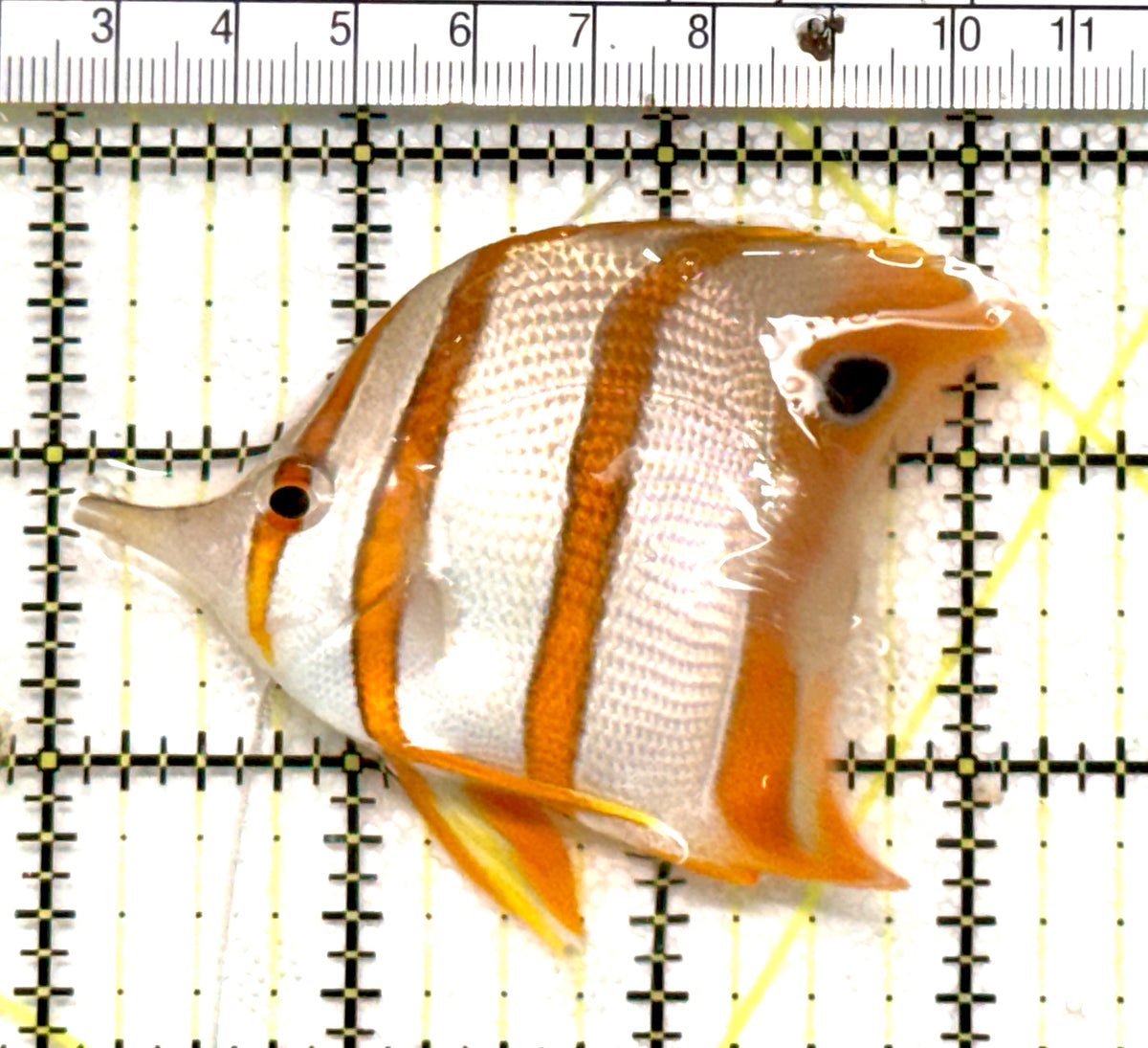 Copperband Butterflyfish CB100502 Size: L 3.25" approx