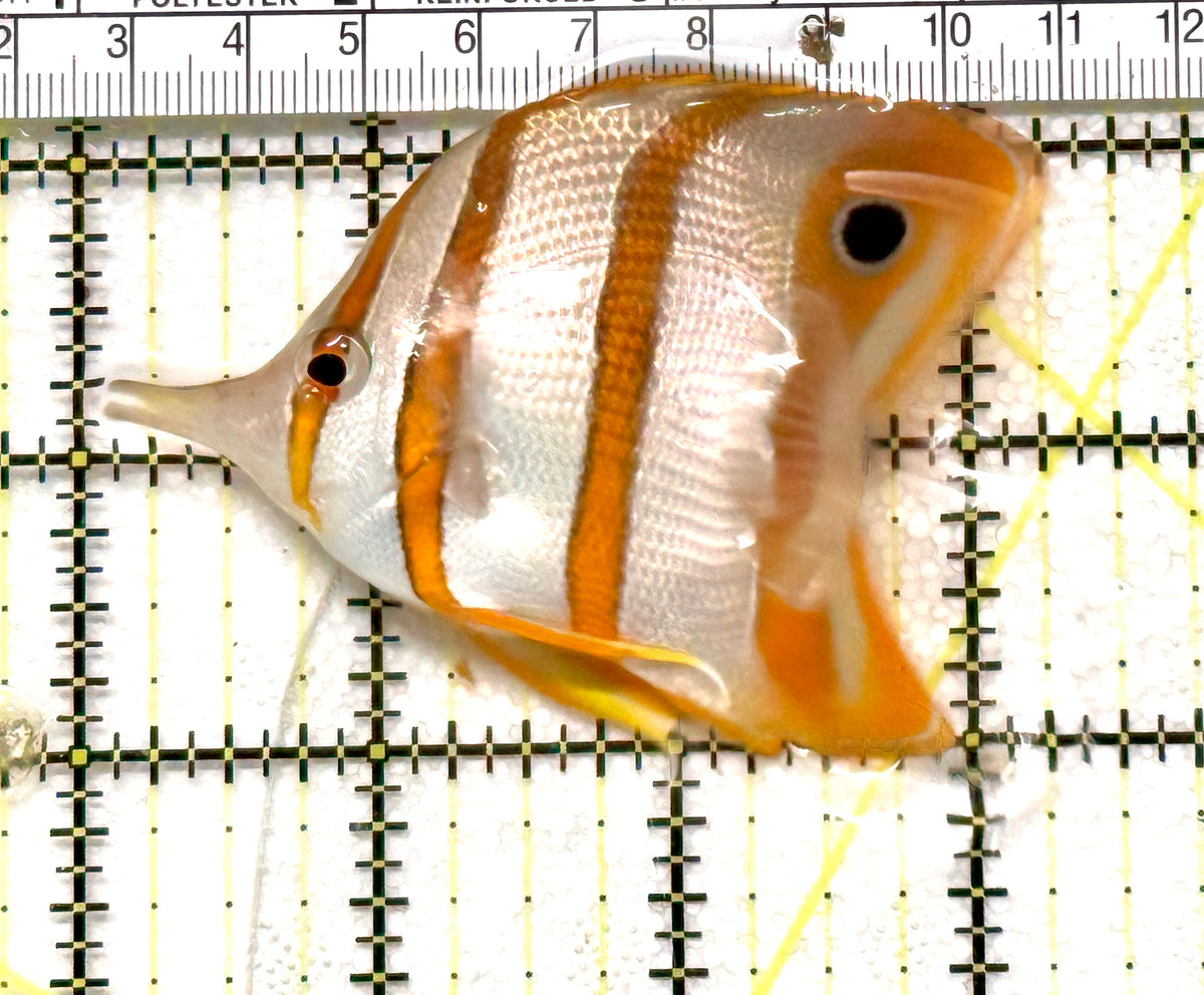 Copperband Butterflyfish CB100503 Size: L 3.25" approx