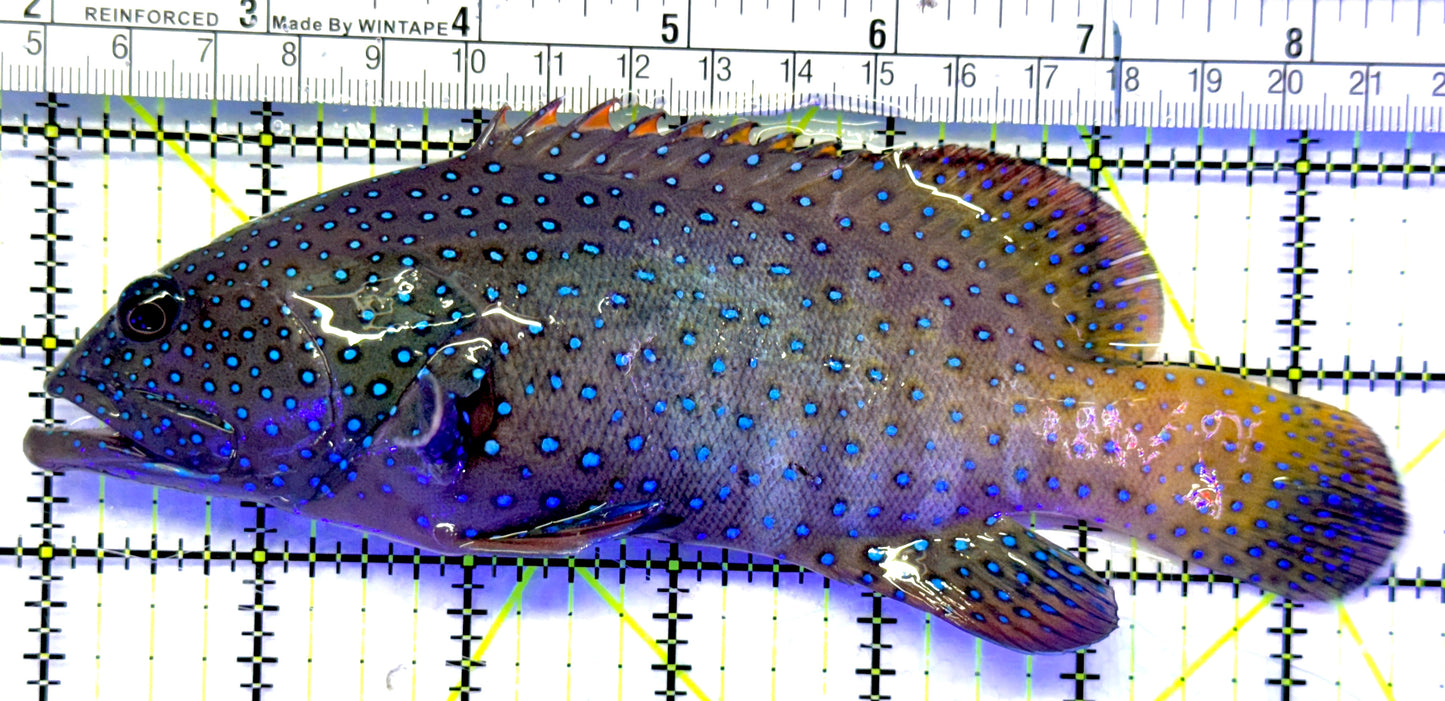 Argus Grouper AG071901 WYSIWYG Size: XL 6.75" approx