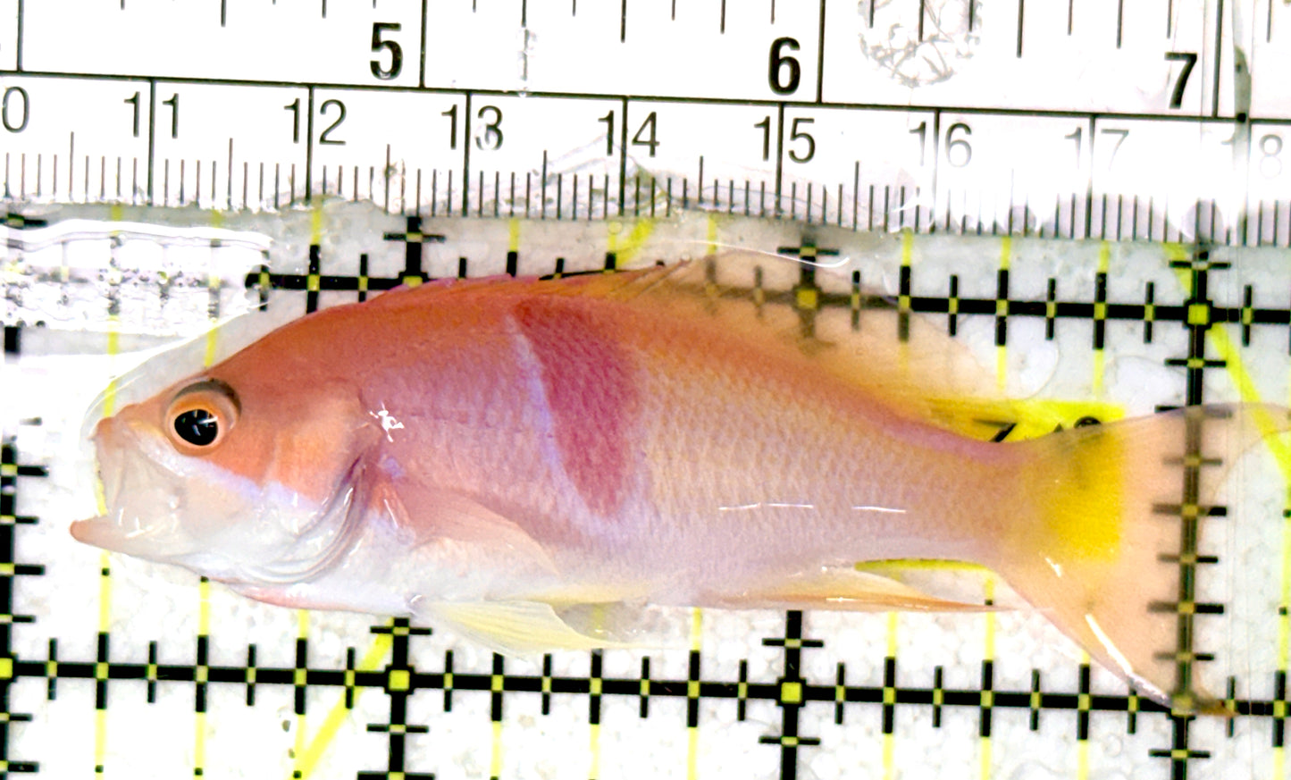 Tricolor Red Belt Anthias Male TRBA070401 WYSIWYG Size: L 3.25" approx
