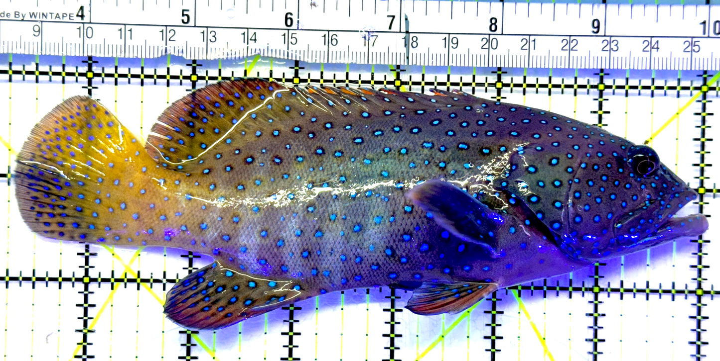 Argus Grouper AG071901 WYSIWYG Size: XL 6.75" approx