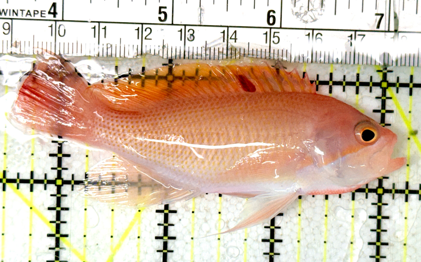 Stocky Anthias Supermale SAS070401 WYSIWYG Size: XL 3.5" approx