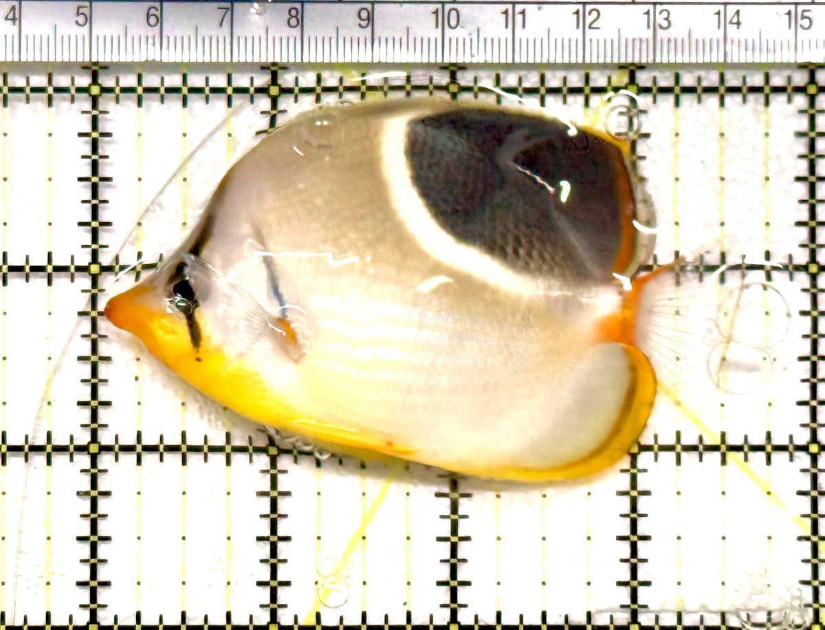 Saddleback Butterflyfish SB100502 WYSIWYG Size: L 3.5" approx