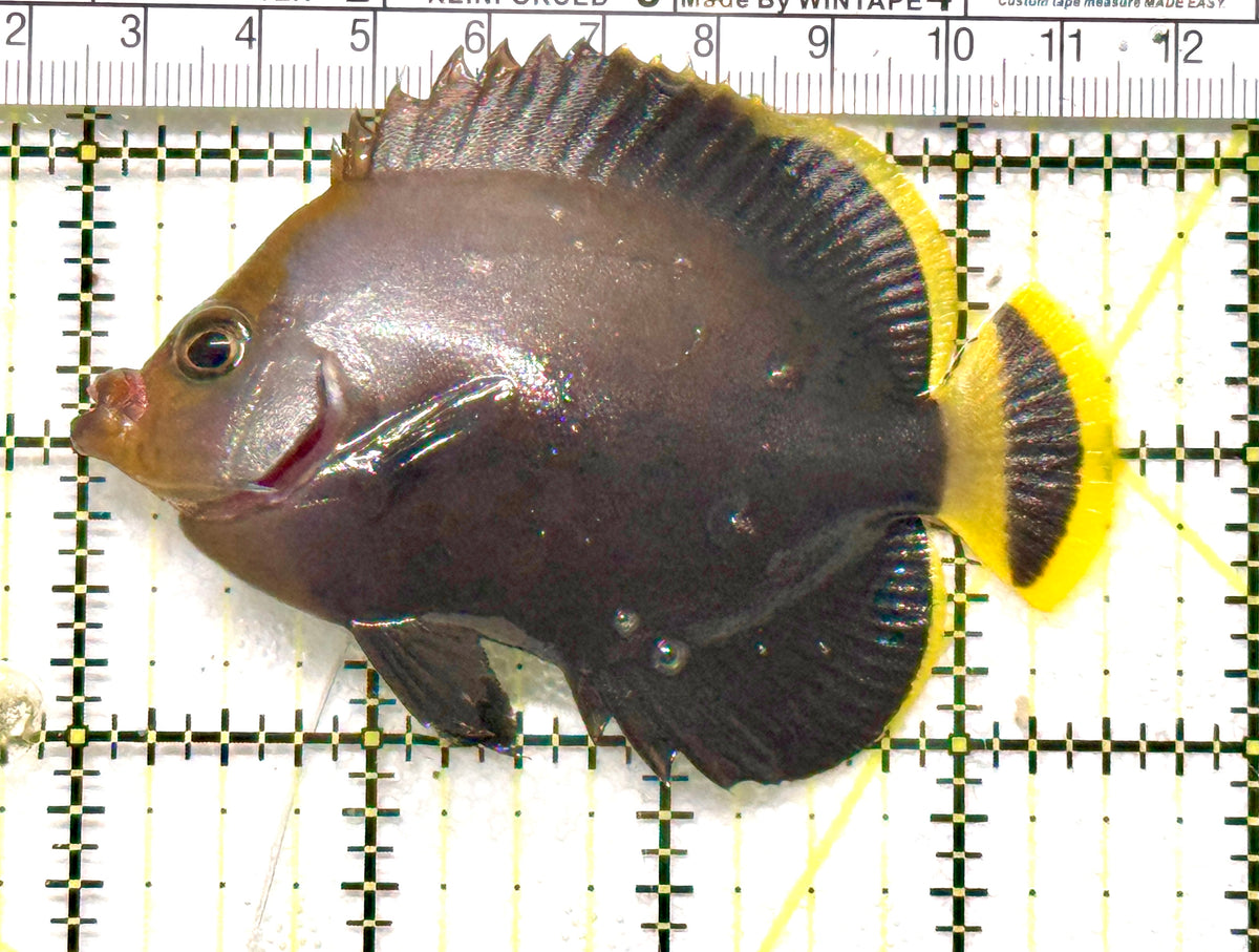 Grey Poma Angelfish GPA100501 WYSIWYG Size: L 3.5" approx