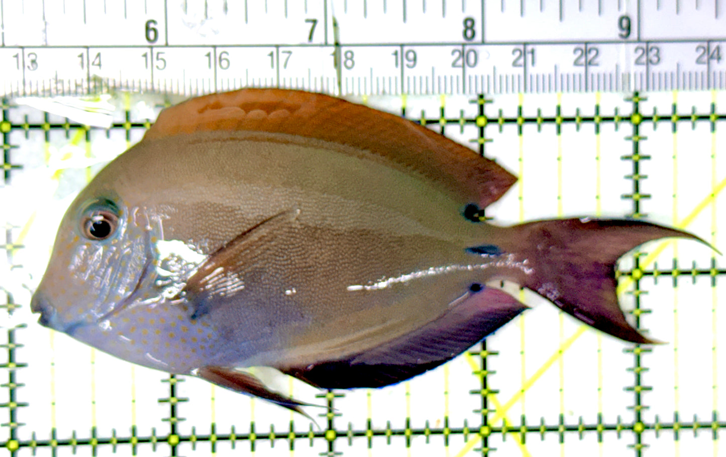 Lavender Tang LT070401 WYSIWYG Size: ML 4.5" approx