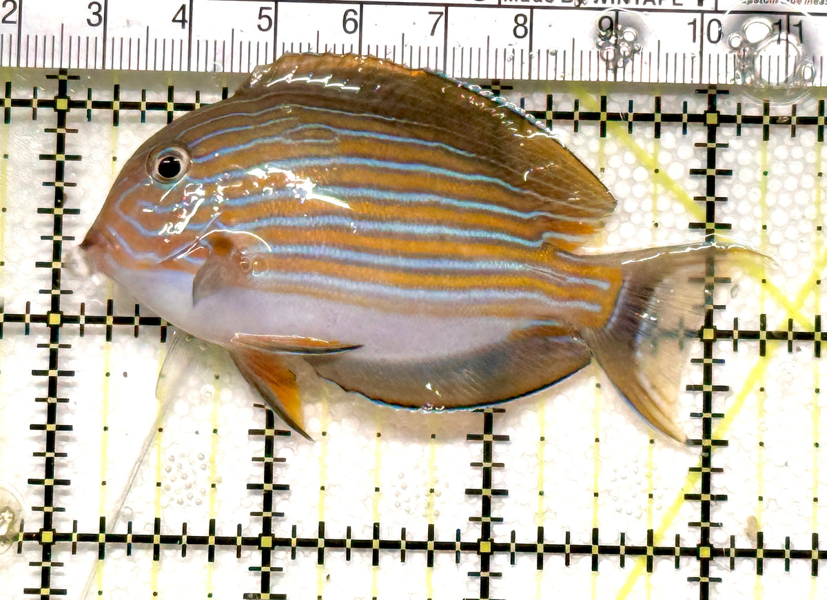 Clown Tang CT100501 WYSIWYG Size: M 3.25" approx