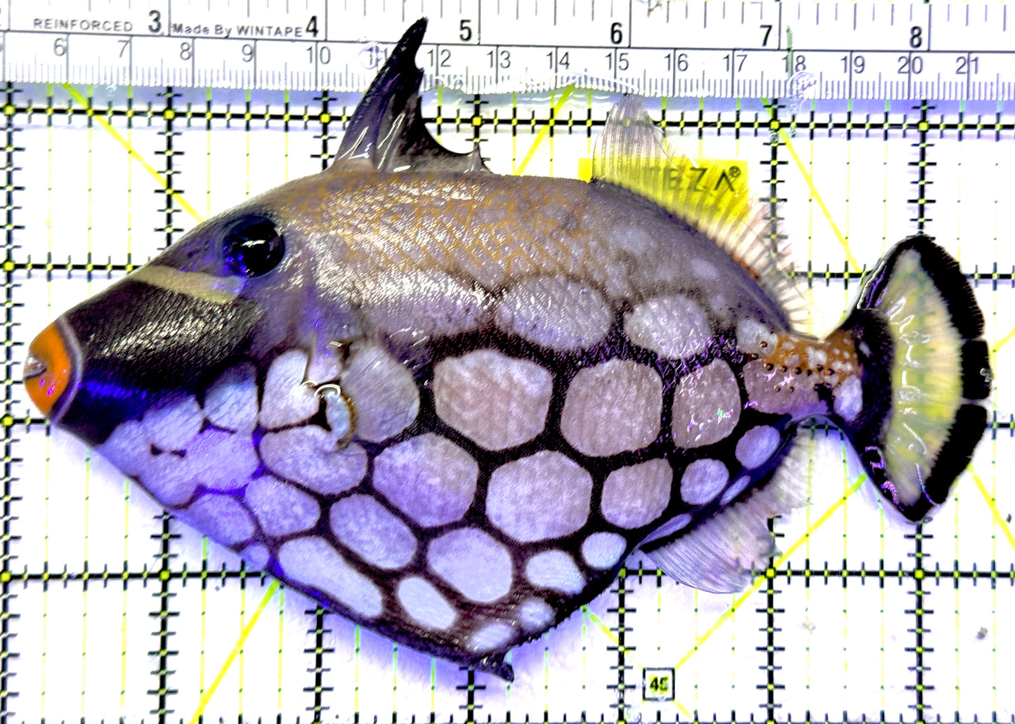 Clown Triggerfish CT071902 WYSIWYG Size: XL 6" approx