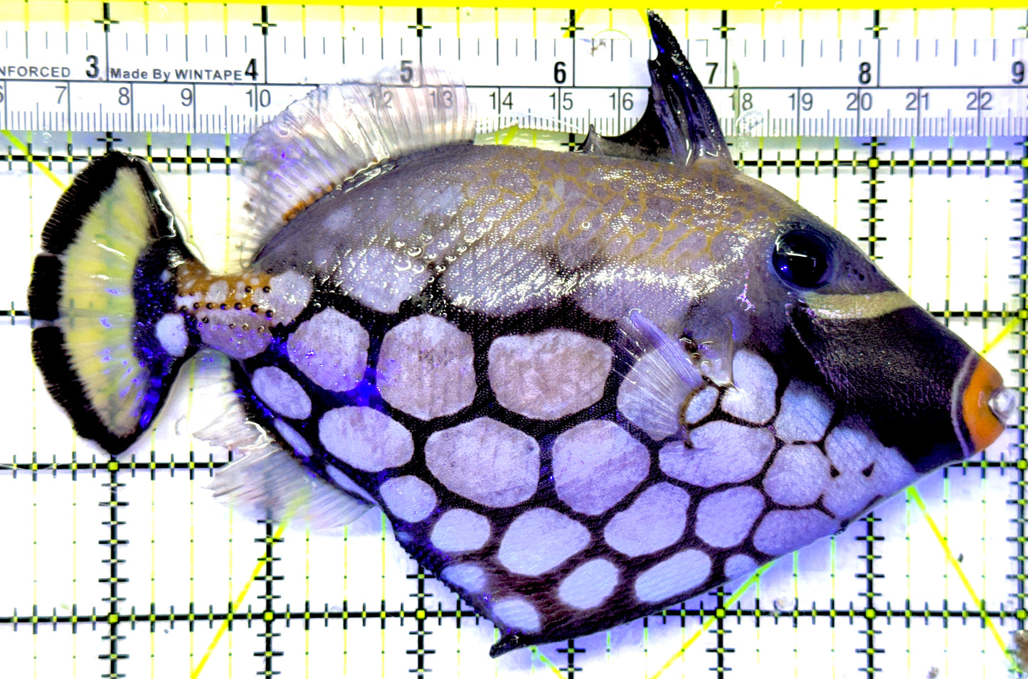 Clown Triggerfish CT071902 WYSIWYG Size: XL 6" approx