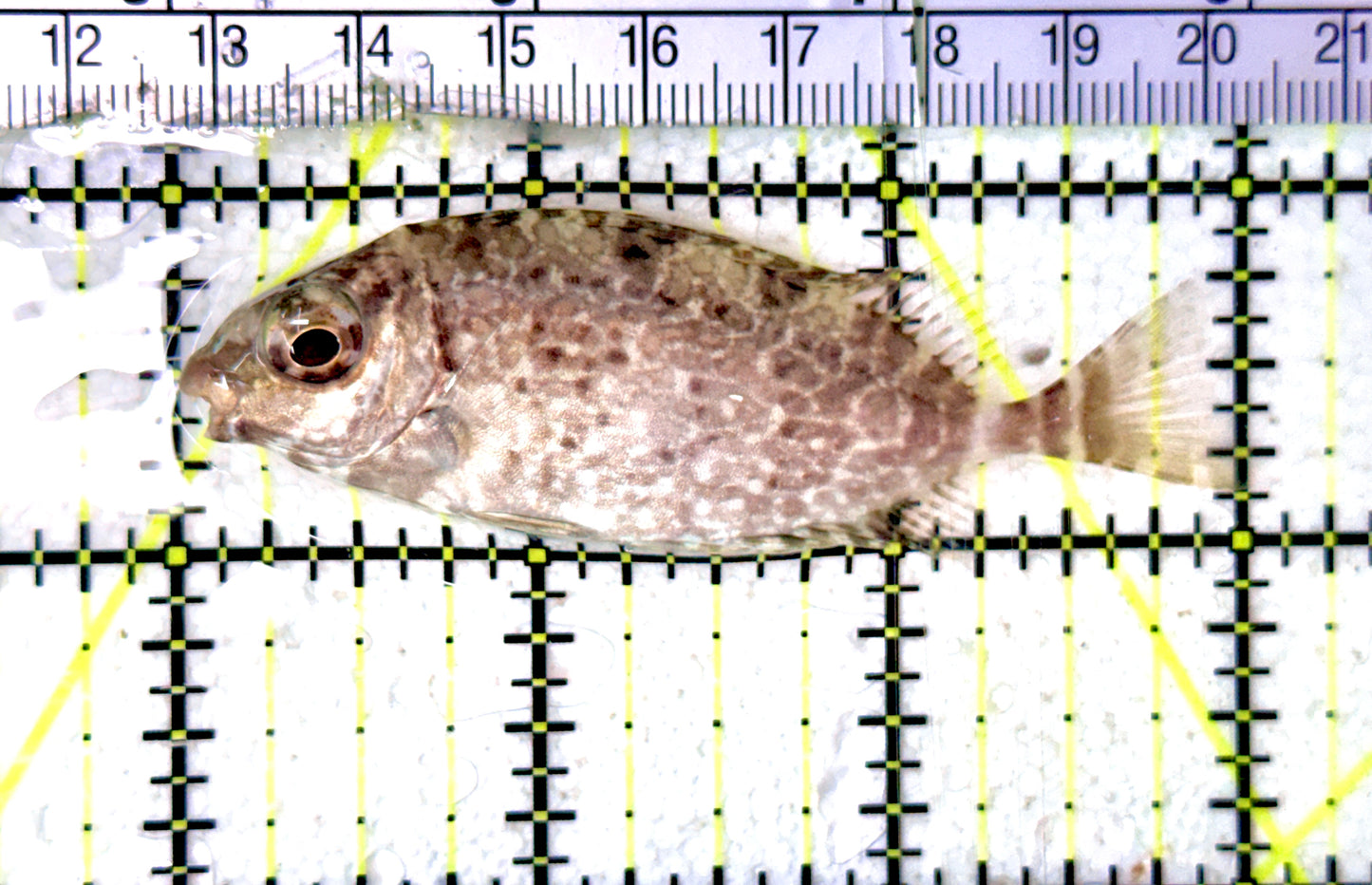 Forktail Rabbitfish FR070301 WYSIWYG Size: M 3" approx
