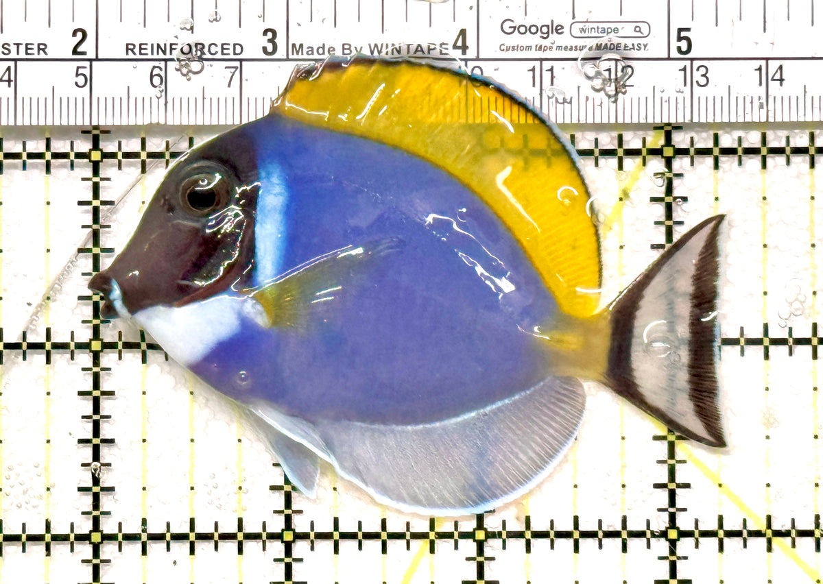 Powder Blue Tang PBT100501 WYSIWYG Size: M 3.25" approx