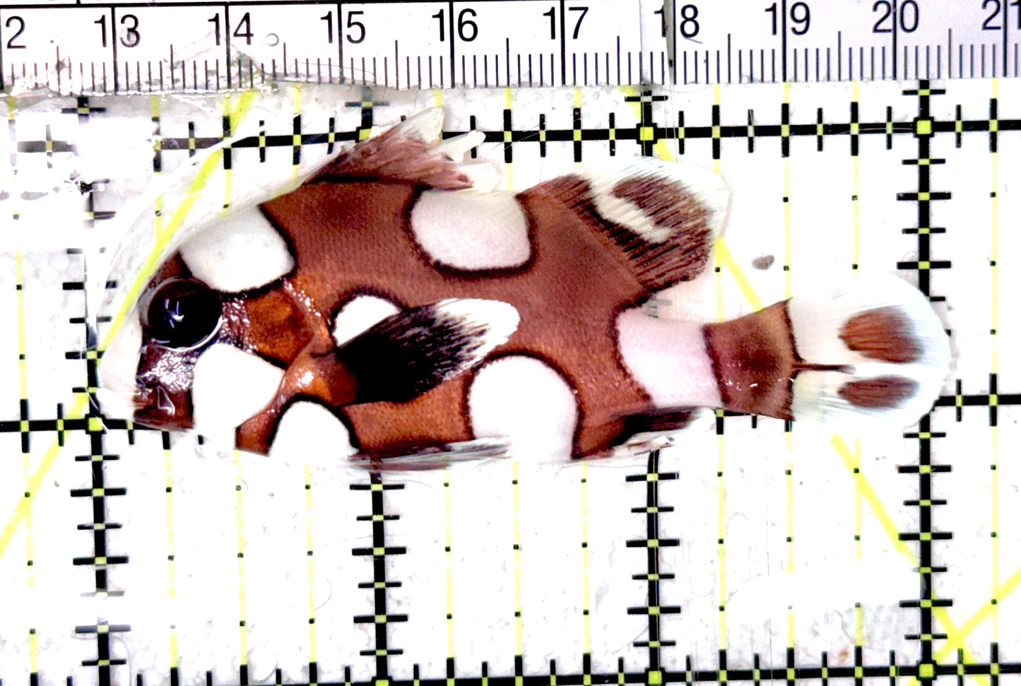 Harlequin Spotted Grunt Sweetlips HSGS070301 WYSIWYG Size: S 3" approx