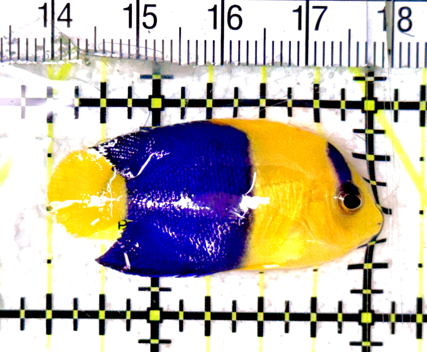 Bicolor Angelfish BA070301 WYSIWYG Size: M 1.5" approx