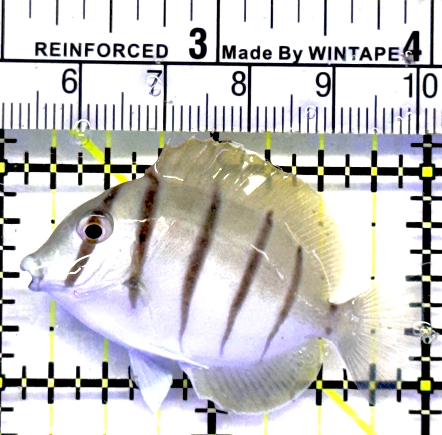Convict Tang CT071901 WYSIWYG Size: S 2" approx