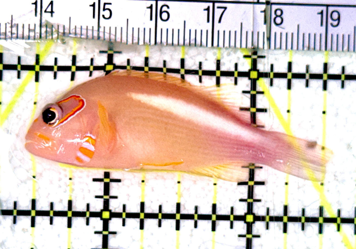 Arc-Eye Hawkfish AEH070301 WYSIWYG Size: L 2" approx