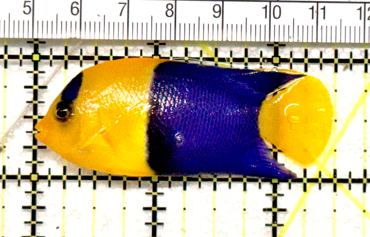 Bicolor Angelfish BA100501 WYSIWYG Size: L 2.5" approx
