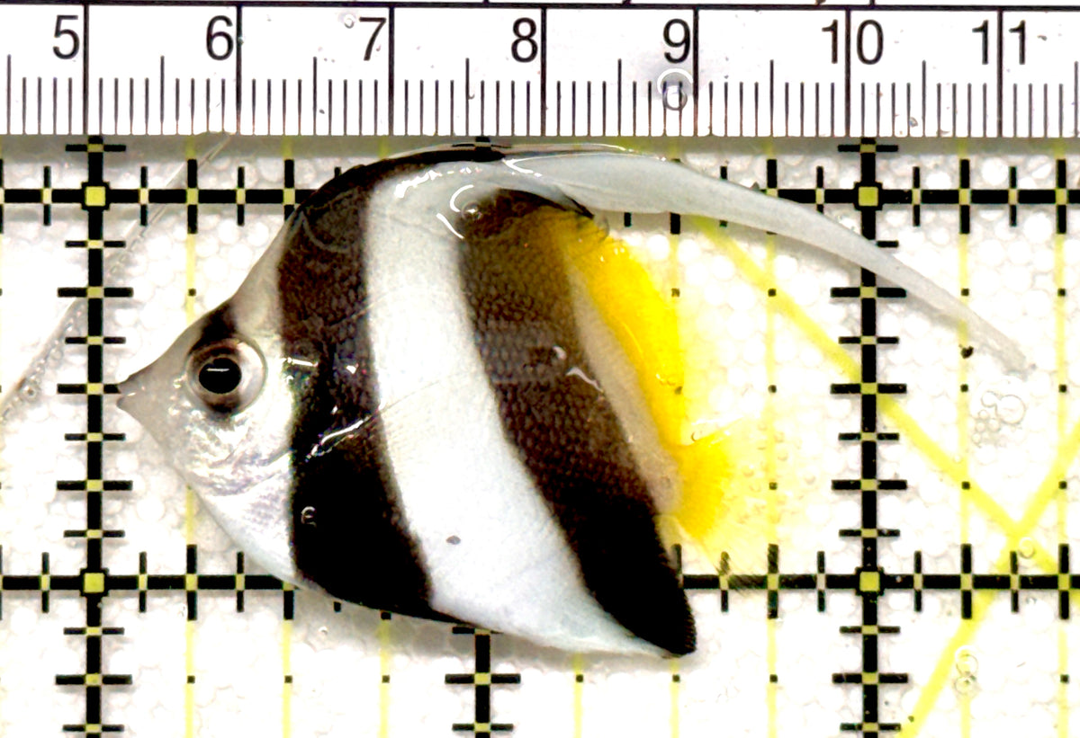 Heniochus Butterflyfish (Reef Safe) HB100503 WYSIWYG Size: S 2" approx