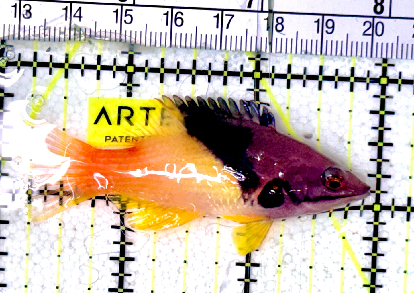 Eclipse Hogfish EH070301 WYSIWYG Size: M 2.75" approx